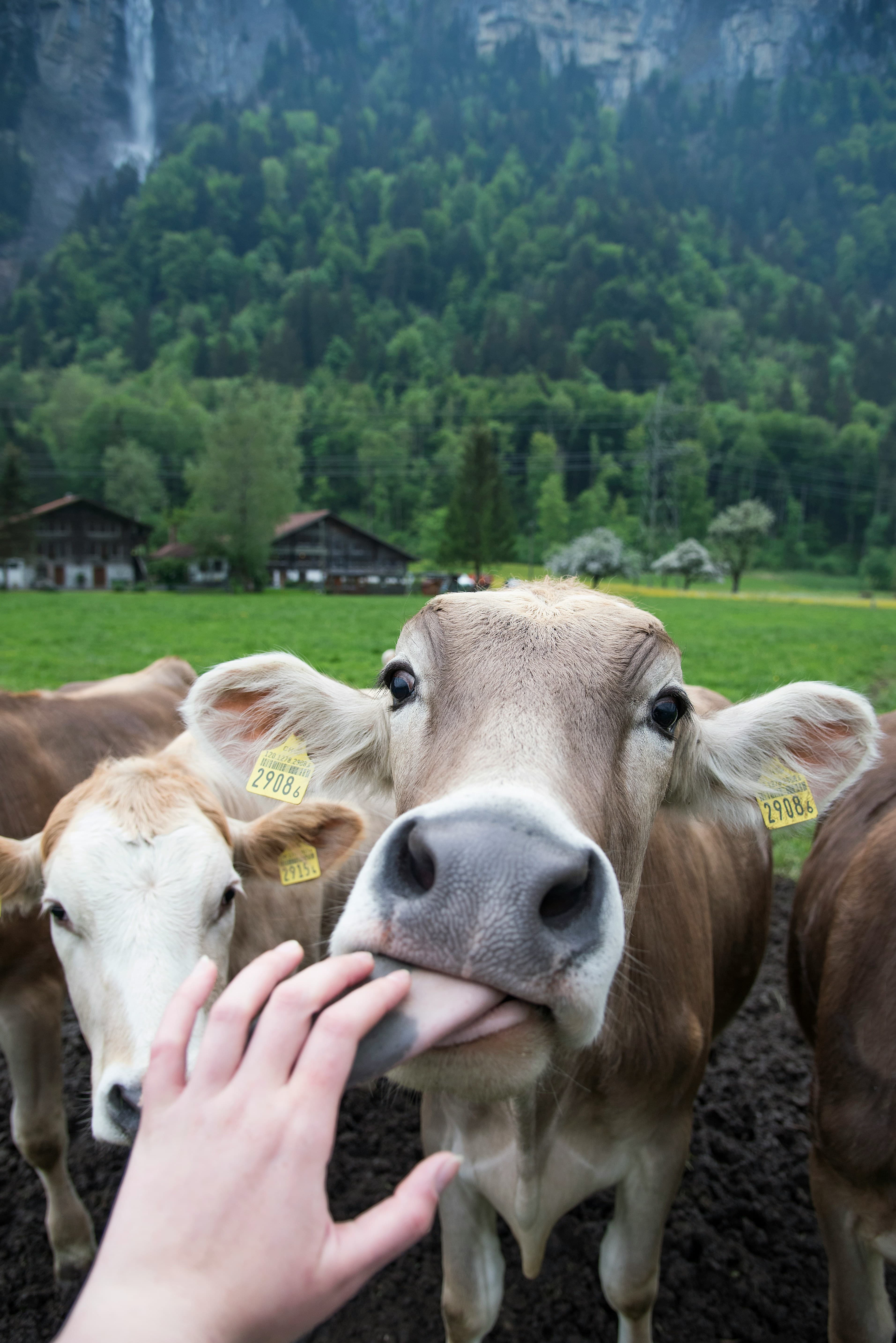 A person feeding a cow a piece of food